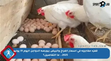 قفزة مفاجئة في أسعار الفراخ والبيض ببورصة الدواجن اليوم 31 يوليو 2025.. ما التفاصيل؟